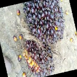 underripe_train (1319).jpg