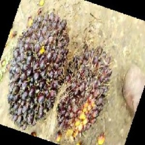 underripe_train (1321).jpg