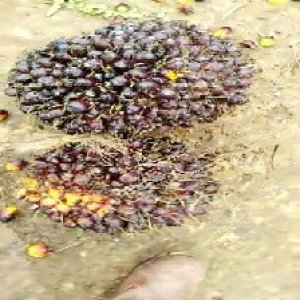 underripe_train (1322).jpg