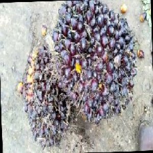 underripe_train (1323).jpg