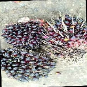 underripe_train (1325).jpg