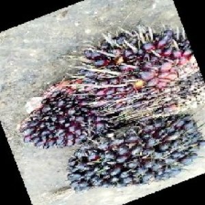 underripe_train (1328).jpg