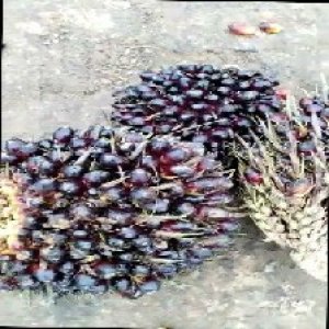 underripe_train (1329).jpg