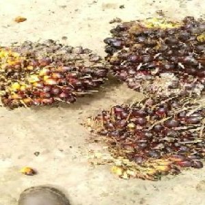 underripe_train (1333).jpg