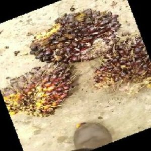 underripe_train (1335).jpg