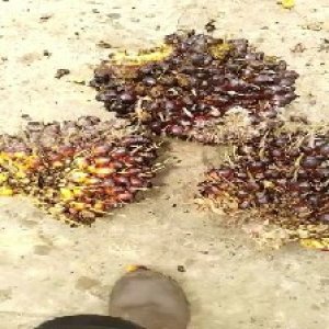 underripe_train (1336).jpg