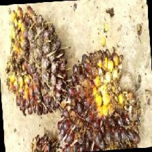 underripe_train (1339).jpg