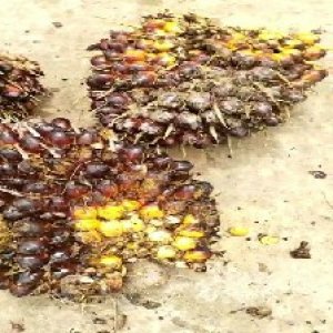 underripe_train (1340).jpg