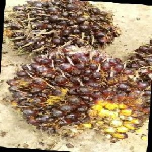 underripe_train (1342).jpg