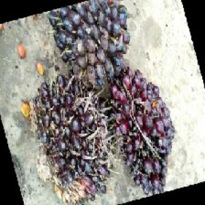 underripe_train (1346).jpg