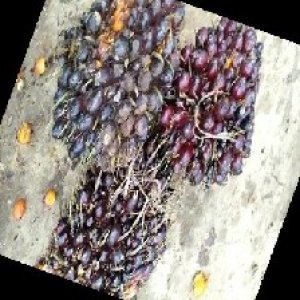 underripe_train (1347).jpg