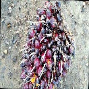 underripe_train (135).jpg