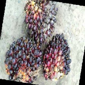 underripe_train (1352).jpg