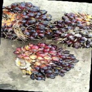 underripe_train (1355).jpg