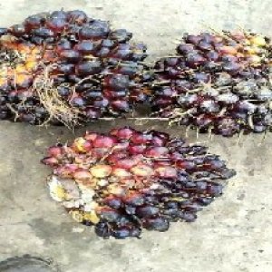 underripe_train (1356).jpg