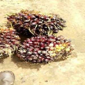 underripe_train (1403).jpg