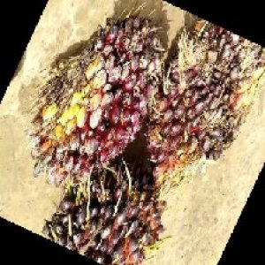 underripe_train (1409).jpg