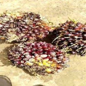 underripe_train (1410).jpg