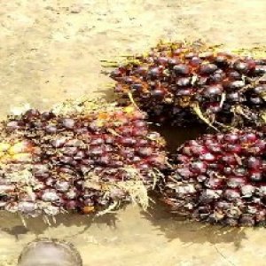 underripe_train (1412).jpg