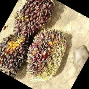 underripe_train (1415).jpg