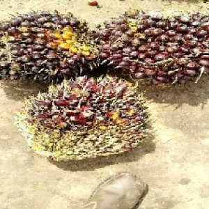 underripe_train (1416).jpg