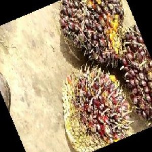 underripe_train (1418).jpg