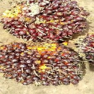 underripe_train (1421).jpg