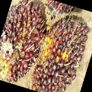 underripe_train (1422).jpg