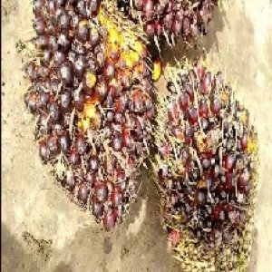 underripe_train (1423).jpg