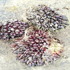 underripe_train (1426).jpg