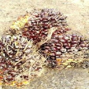 underripe_train (1429).jpg