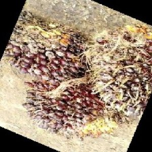 underripe_train (1430).jpg