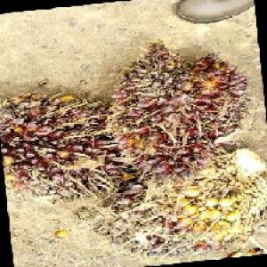 underripe_train (1432).jpg