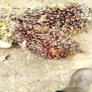 underripe_train (1434).jpg