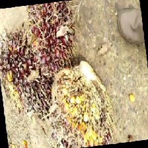 underripe_train (1435).jpg