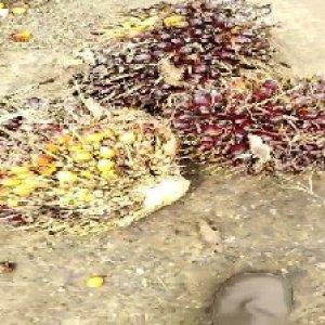 underripe_train (1436).jpg