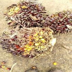 underripe_train (1438).jpg