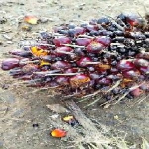 underripe_train (144).jpg