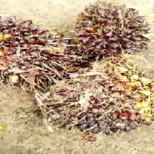 underripe_train (1440).jpg