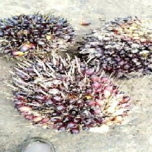 underripe_train (1445).jpg