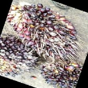 underripe_train (1448).jpg