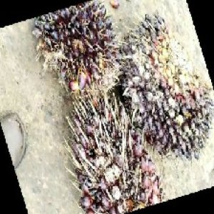 underripe_train (1449).jpg