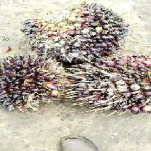 underripe_train (1450).jpg