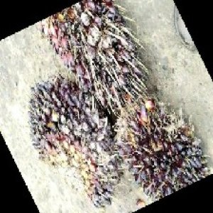 underripe_train (1451).jpg