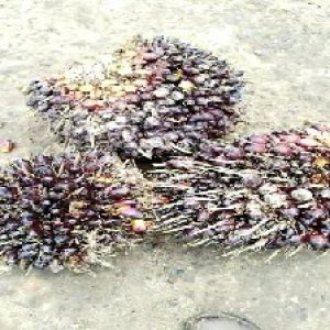 underripe_train (1452).jpg