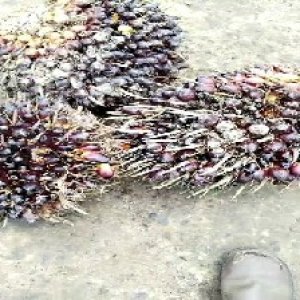 underripe_train (1454).jpg