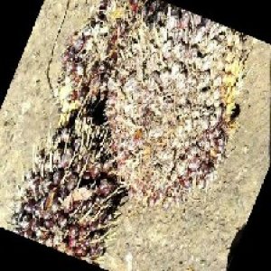 underripe_train (1455).jpg