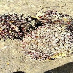 underripe_train (1456).jpg