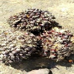 underripe_train (1458).jpg