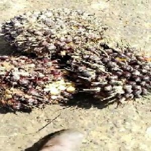 underripe_train (1459).jpg